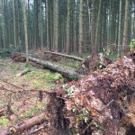 Windbruch April 2015005
