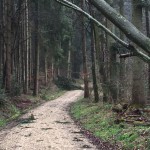 Windbruch April 2015013